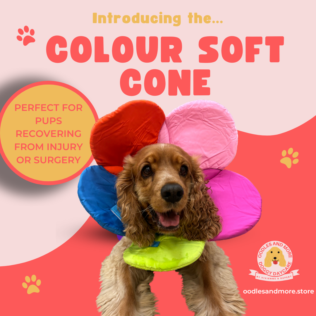 Comfy Cone Alternative Adjustable Collar Oodles and More