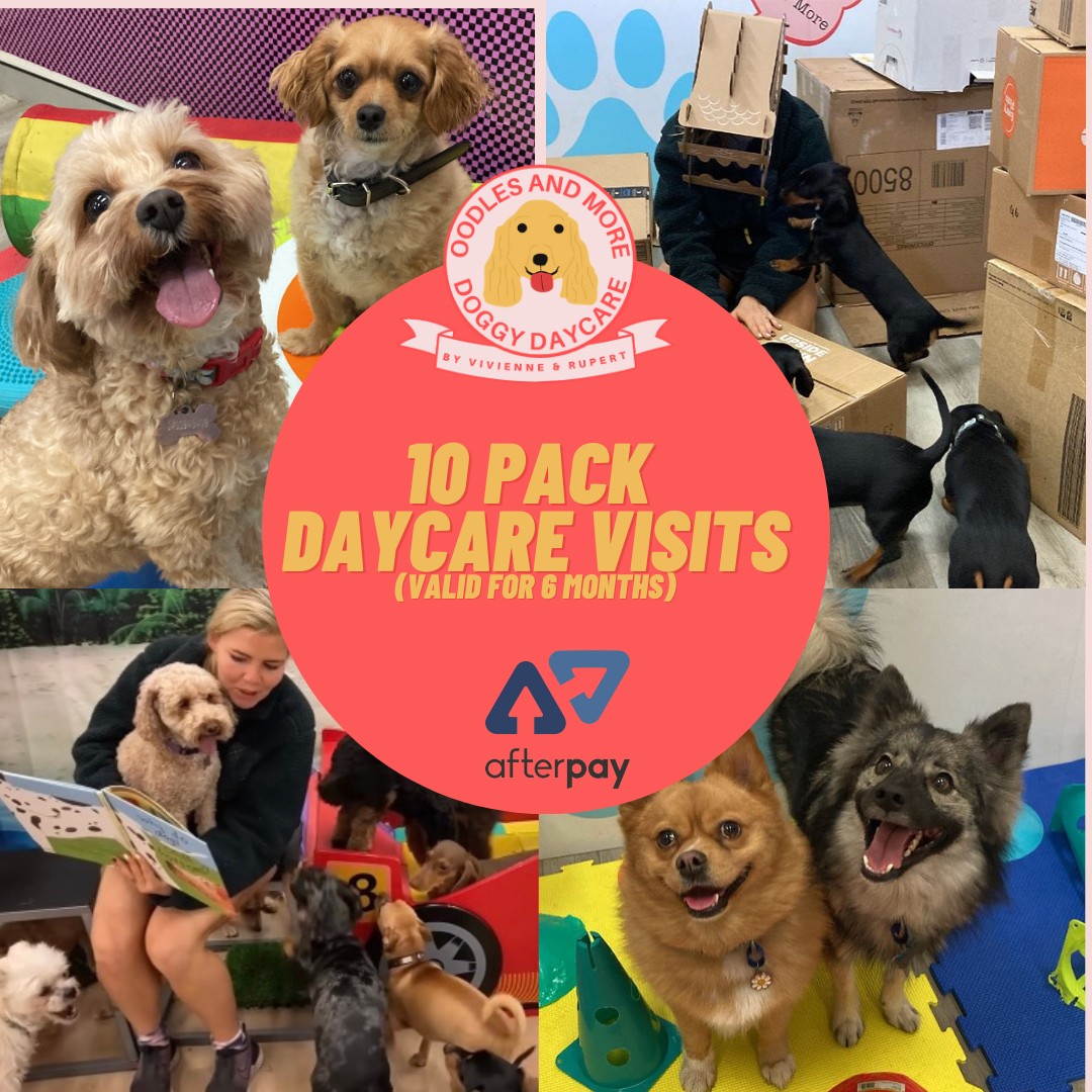 10 Pack Daycare Visits (Includes Paypal/Afterpay Fees)